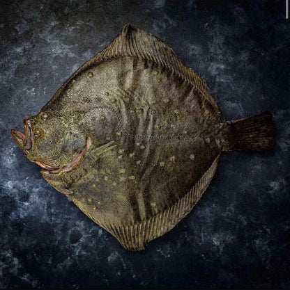 Turbot